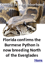 The Burmese python invasion has developed over several decades. Federal wildlife records indicate that roughly 180,000 of the snakes entered the United States between 1975 and 2018, largely through the pet trade. By 2000, breeding populations had become firmly established in Southern Florida. Programs have attempted to reduce the numbers of the rapidly increasing numbers of these creatures, who can kill and eat almost any of the native wildlife, including alligators and deer.